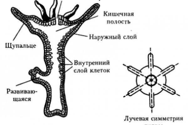 Кракен шоп ссылки